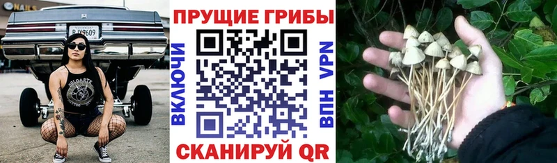 мориарти клад  mega как зайти  Кострома  купить   Галлюциногенные грибы ЛСД 